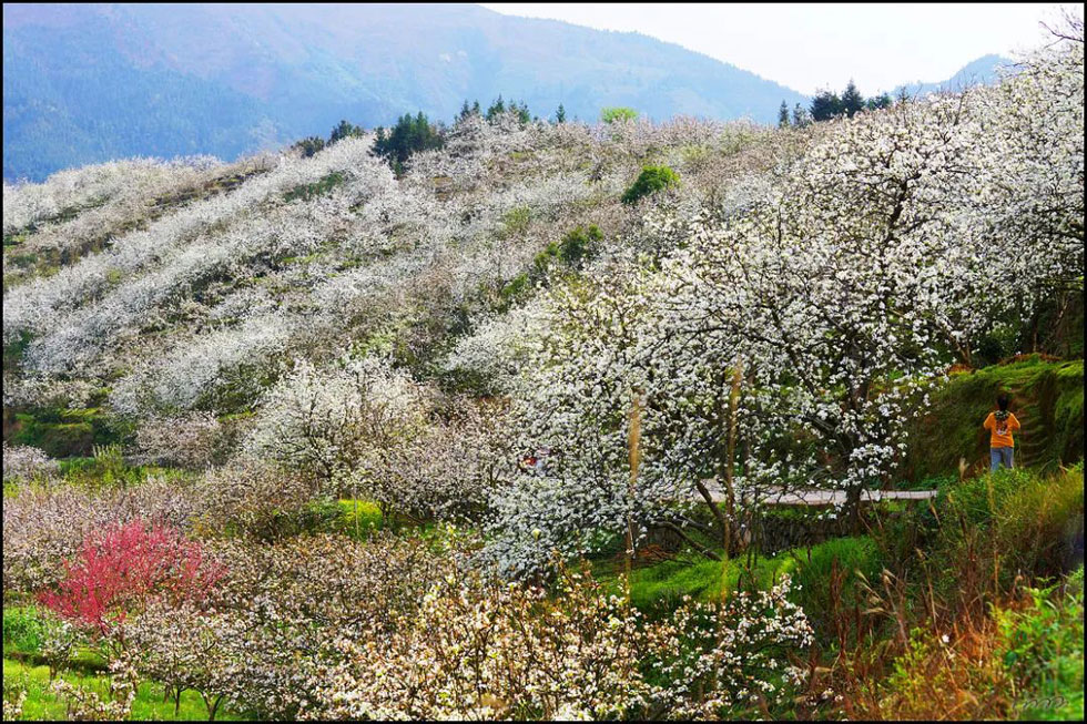 【春天，广西桂林灌阳县向您发出邀请！】我们在灌阳看梨花 - 游山玩水 - 上海生活社区 - 上海28生活网 sh.28life.net
