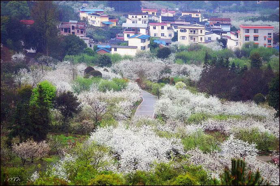 【春天，广西桂林灌阳县向您发出邀请！】我们在灌阳看梨花 - 游山玩水 - 上海生活社区 - 上海28生活网 sh.28life.net
