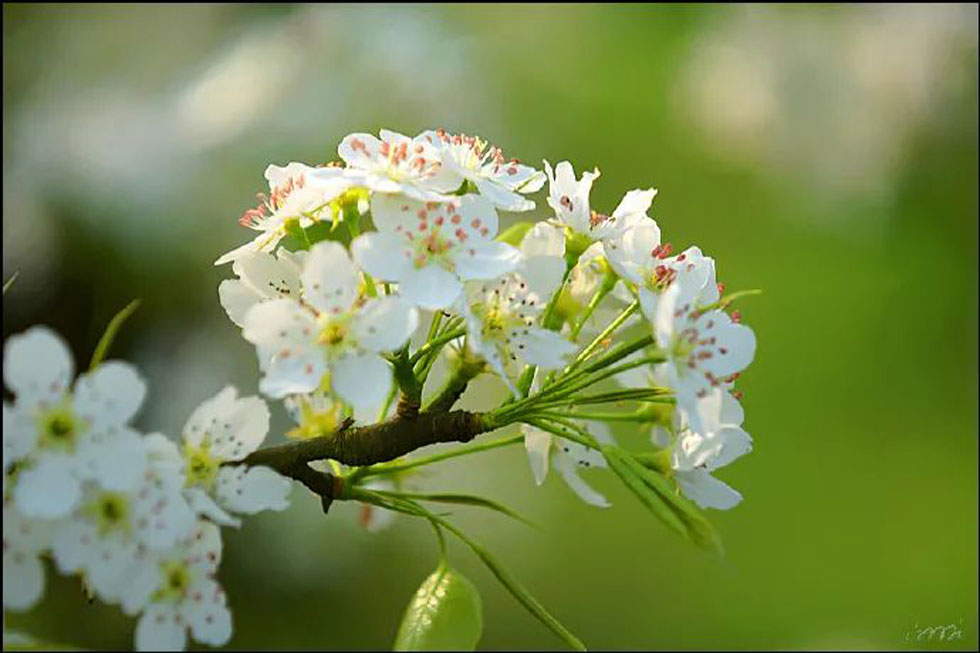 【春天，广西桂林灌阳县向您发出邀请！】我们在灌阳看梨花 - 游山玩水 - 上海生活社区 - 上海28生活网 sh.28life.net