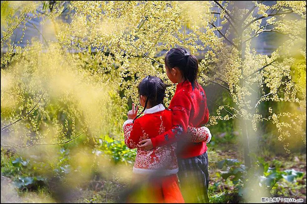 【春天，广西桂林灌阳县向您发出邀请！】米珠山前有片山苍子花在飘香 - 游山玩水 - 上海生活社区 - 上海28生活网 sh.28life.net
