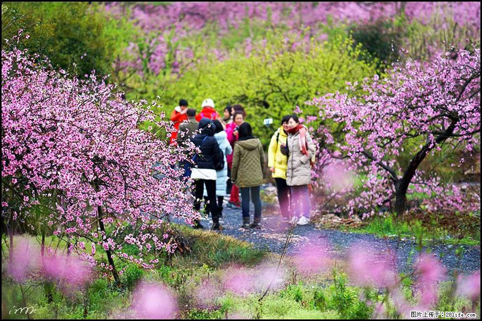 【春天，广西桂林灌阳县向您发出邀请！】官庄村有个醉美的桃花园 - 游山玩水 - 上海生活社区 - 上海28生活网 sh.28life.net