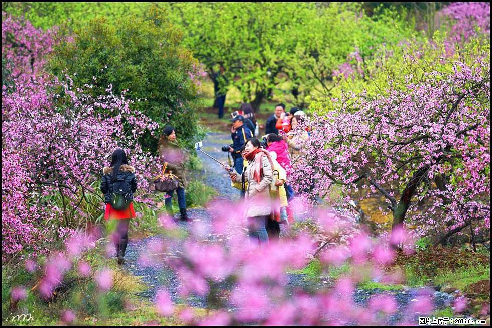 【春天，广西桂林灌阳县向您发出邀请！】官庄村有个醉美的桃花园 - 游山玩水 - 上海生活社区 - 上海28生活网 sh.28life.net