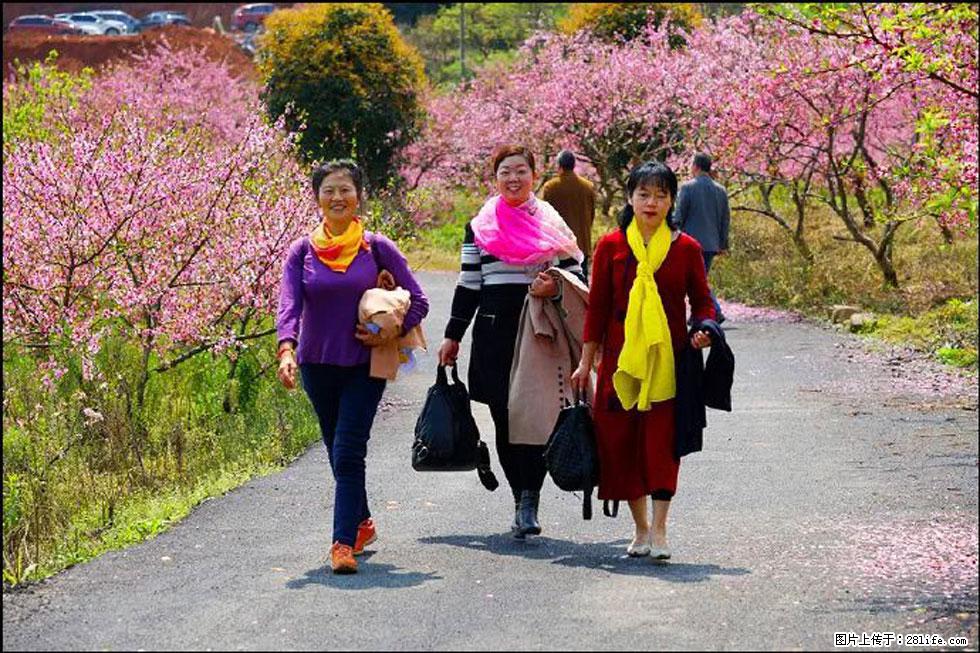 【春天，广西桂林灌阳县向您发出邀请！】官庄村有个醉美的桃花园 - 游山玩水 - 上海生活社区 - 上海28生活网 sh.28life.net