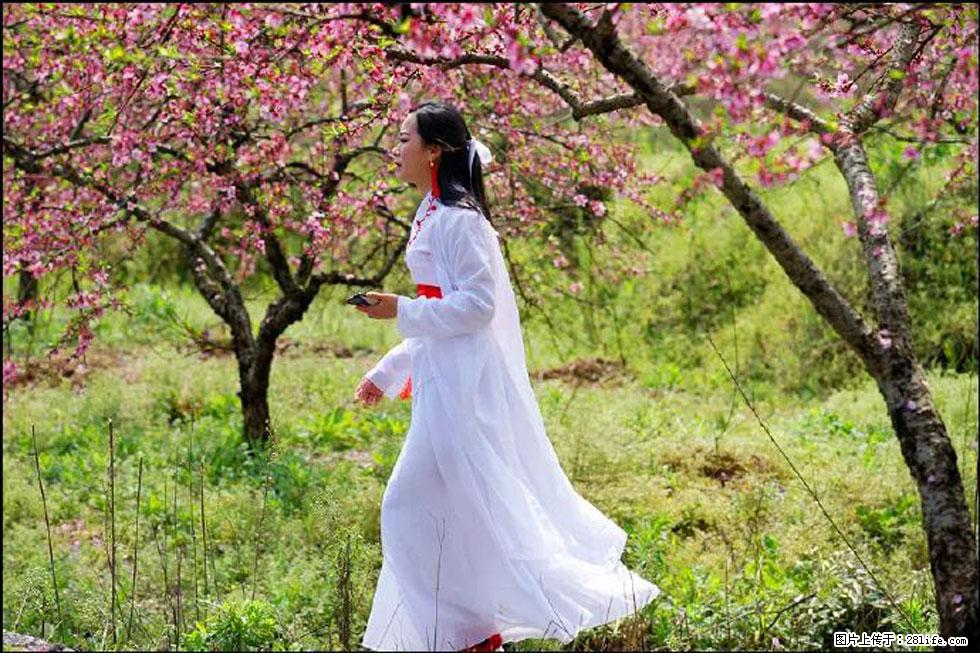 【春天，广西桂林灌阳县向您发出邀请！】官庄村有个醉美的桃花园 - 游山玩水 - 上海生活社区 - 上海28生活网 sh.28life.net