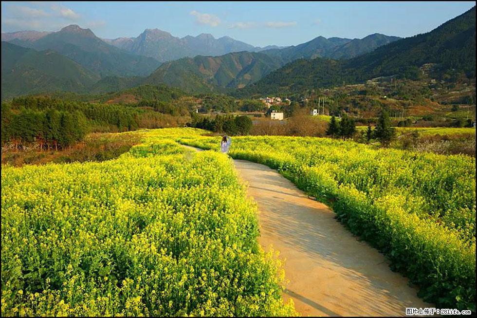【春天，广西桂林灌阳县向您发出邀请！】长坪村油菜盛情花开 - 游山玩水 - 上海生活社区 - 上海28生活网 sh.28life.net