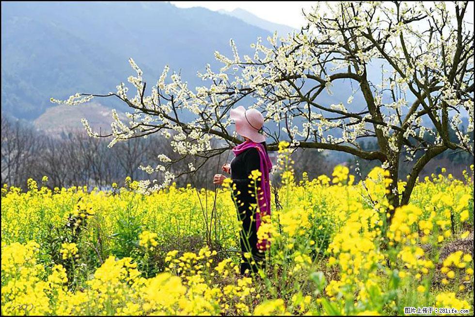 【春天，广西桂林灌阳县向您发出邀请！】长坪村油菜盛情花开 - 游山玩水 - 上海生活社区 - 上海28生活网 sh.28life.net