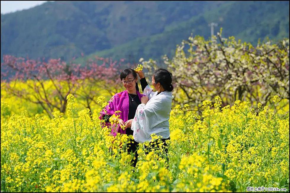 【春天，广西桂林灌阳县向您发出邀请！】长坪村油菜盛情花开 - 游山玩水 - 上海生活社区 - 上海28生活网 sh.28life.net