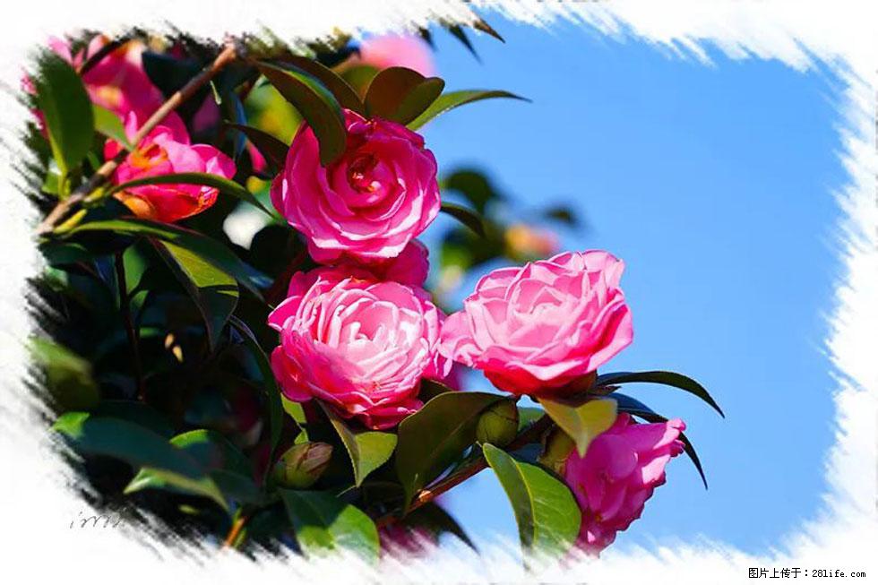【春天，广西桂林灌阳县向您发出邀请！】杨柳井茶花惹人爱 - 游山玩水 - 上海生活社区 - 上海28生活网 sh.28life.net