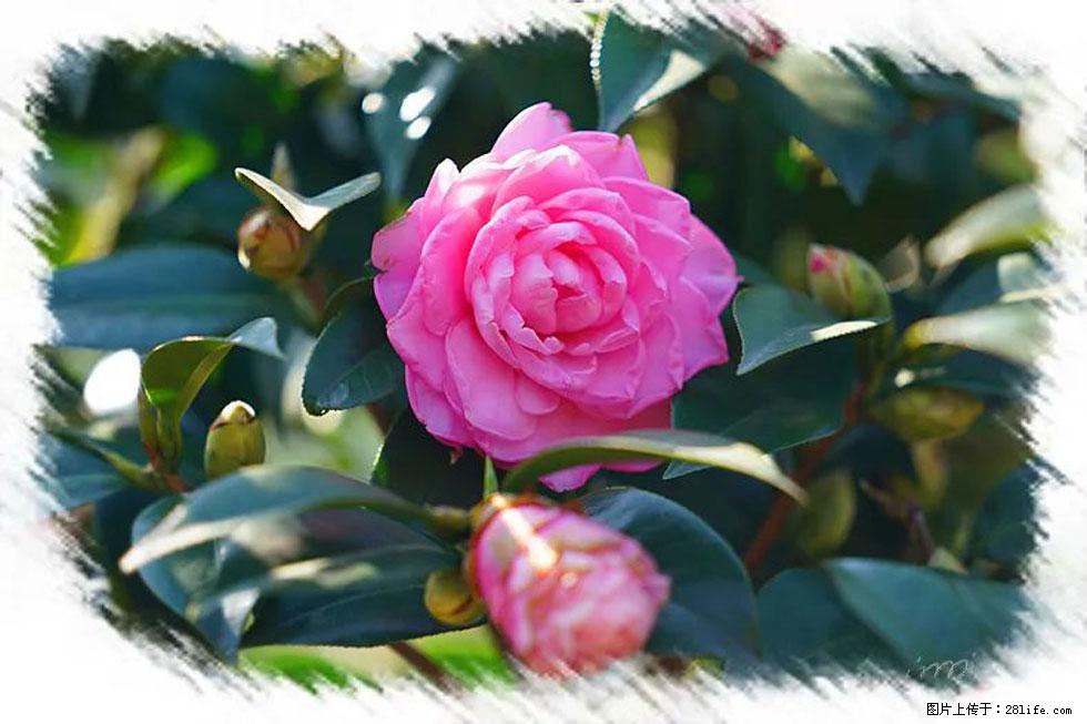【春天，广西桂林灌阳县向您发出邀请！】杨柳井茶花惹人爱 - 游山玩水 - 上海生活社区 - 上海28生活网 sh.28life.net