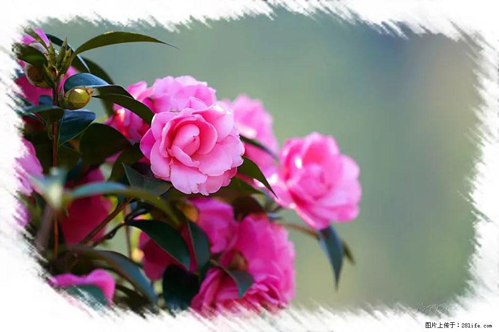 【春天，广西桂林灌阳县向您发出邀请！】杨柳井茶花惹人爱 - 游山玩水 - 上海生活社区 - 上海28生活网 sh.28life.net