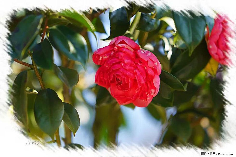 【春天，广西桂林灌阳县向您发出邀请！】杨柳井茶花惹人爱 - 游山玩水 - 上海生活社区 - 上海28生活网 sh.28life.net