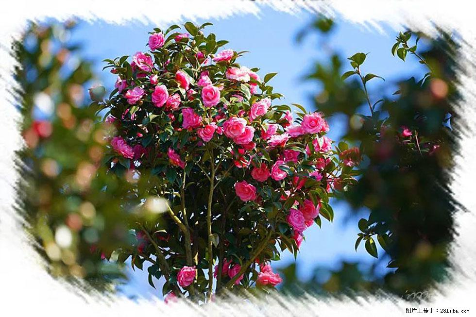 【春天，广西桂林灌阳县向您发出邀请！】杨柳井茶花惹人爱 - 游山玩水 - 上海生活社区 - 上海28生活网 sh.28life.net