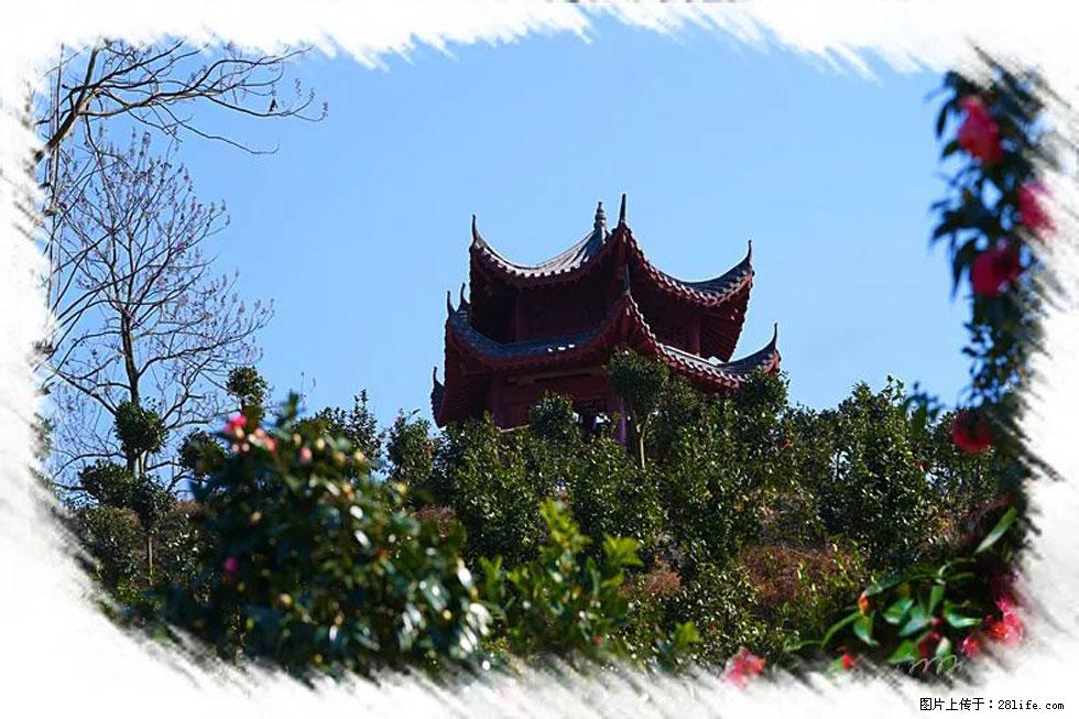 【春天，广西桂林灌阳县向您发出邀请！】杨柳井茶花惹人爱 - 游山玩水 - 上海生活社区 - 上海28生活网 sh.28life.net