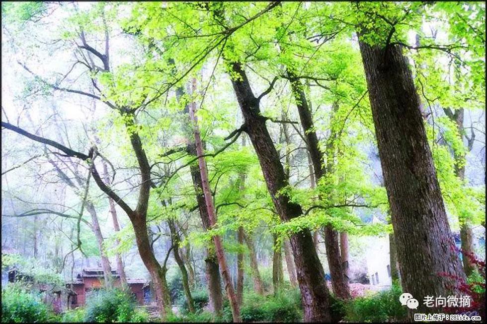 【春天，广西桂林灌阳县向您发出邀请！】在小龙村与春天约会 - 游山玩水 - 上海生活社区 - 上海28生活网 sh.28life.net
