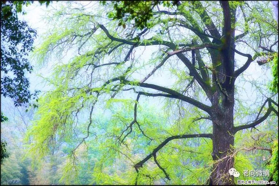 【春天，广西桂林灌阳县向您发出邀请！】在小龙村与春天约会 - 游山玩水 - 上海生活社区 - 上海28生活网 sh.28life.net