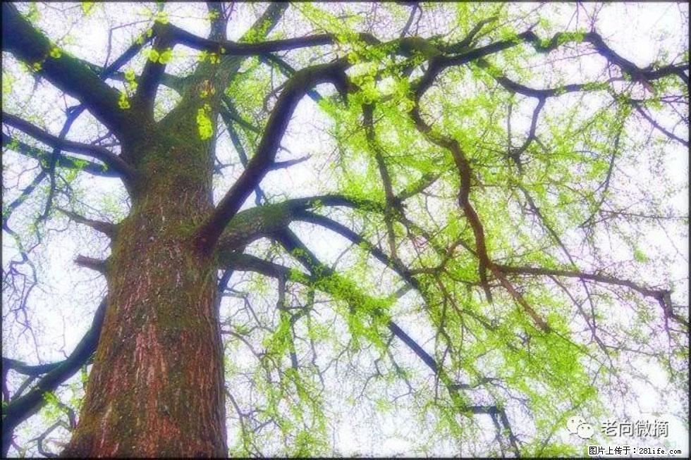 【春天，广西桂林灌阳县向您发出邀请！】在小龙村与春天约会 - 游山玩水 - 上海生活社区 - 上海28生活网 sh.28life.net
