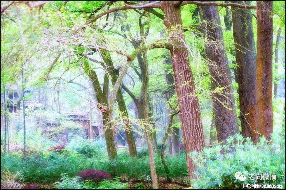 【春天，广西桂林灌阳县向您发出邀请！】在小龙村与春天约会 - 游山玩水 - 上海生活社区 - 上海28生活网 sh.28life.net