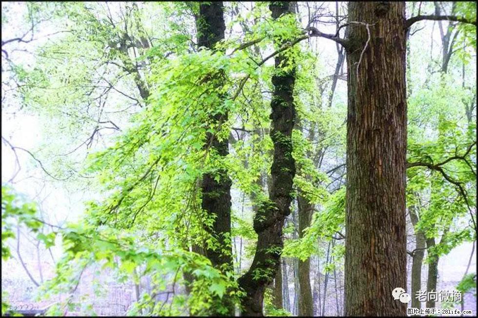 【春天，广西桂林灌阳县向您发出邀请！】在小龙村与春天约会 - 游山玩水 - 上海生活社区 - 上海28生活网 sh.28life.net