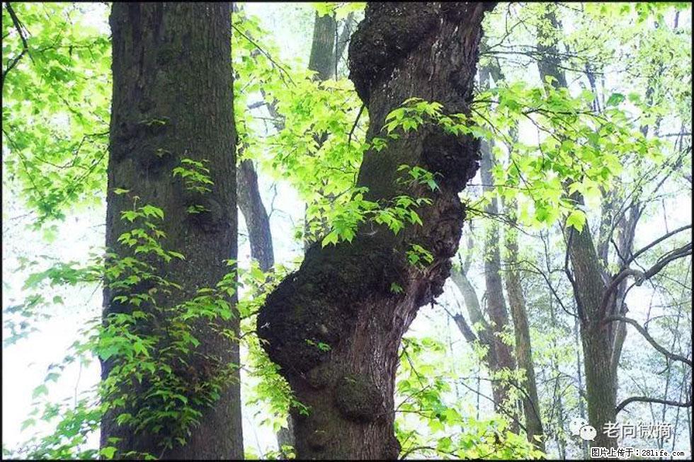 【春天，广西桂林灌阳县向您发出邀请！】在小龙村与春天约会 - 游山玩水 - 上海生活社区 - 上海28生活网 sh.28life.net