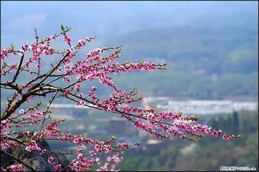 【春天，广西桂林灌阳县向您发出邀请！】望月岭上桃花开 - 游山玩水 - 上海生活社区 - 上海28生活网 sh.28life.net
