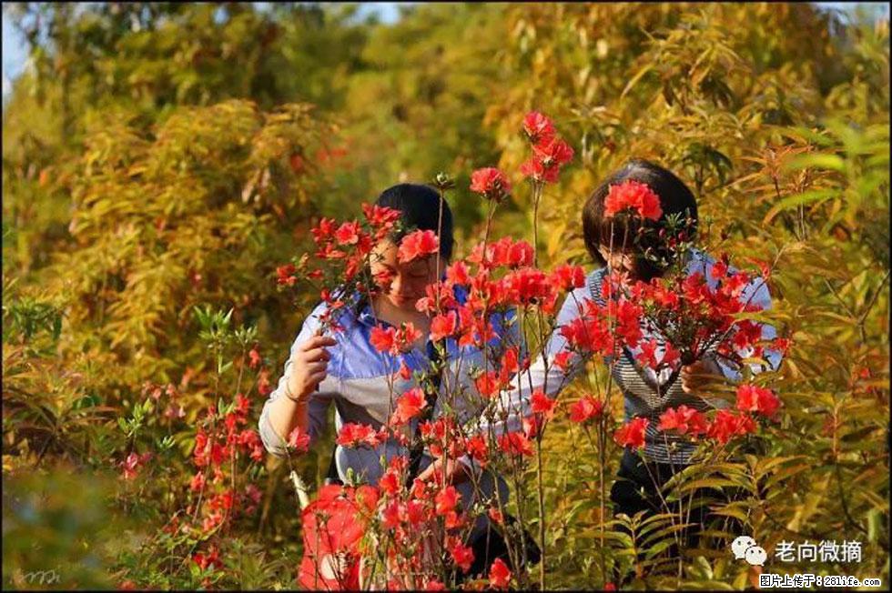 【春天，广西桂林灌阳县向您发出邀请！】登麒麟山，相约映山红 - 游山玩水 - 上海生活社区 - 上海28生活网 sh.28life.net