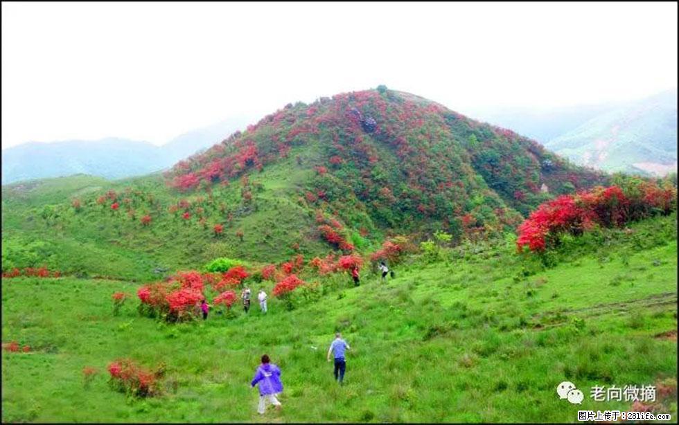【春天,广西桂林灌阳县向您发出邀请!】宝盖山上映山红 - 游山玩水 - 上海生活社区 - 上海28生活网 sh.28life.net