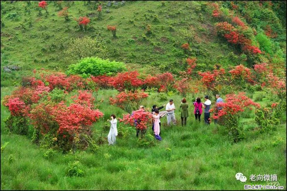 【春天,广西桂林灌阳县向您发出邀请!】宝盖山上映山红 - 游山玩水 - 上海生活社区 - 上海28生活网 sh.28life.net