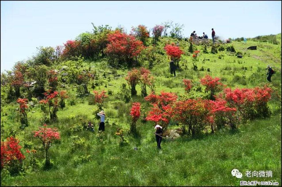 【春天,广西桂林灌阳县向您发出邀请!】宝盖山上映山红 - 游山玩水 - 上海生活社区 - 上海28生活网 sh.28life.net