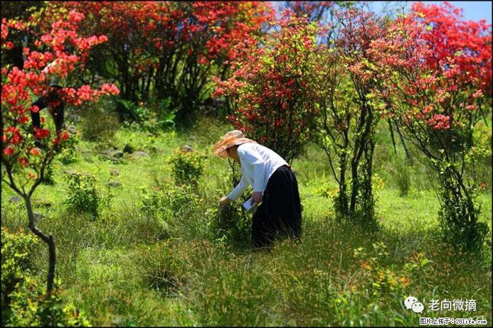 【春天,广西桂林灌阳县向您发出邀请!】宝盖山上映山红 - 游山玩水 - 上海生活社区 - 上海28生活网 sh.28life.net
