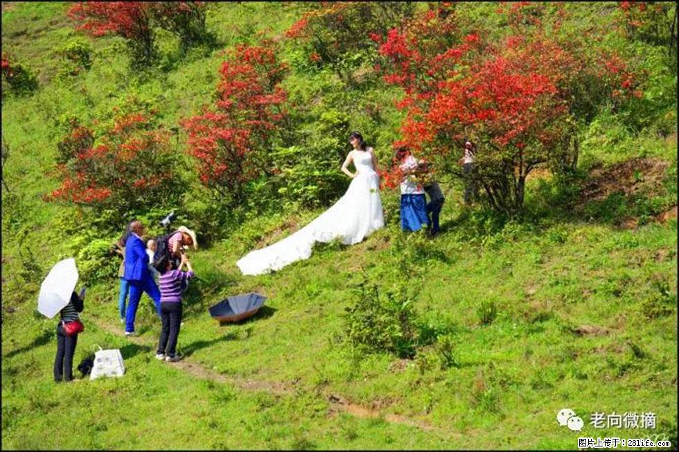 【春天,广西桂林灌阳县向您发出邀请!】宝盖山上映山红 - 游山玩水 - 上海生活社区 - 上海28生活网 sh.28life.net