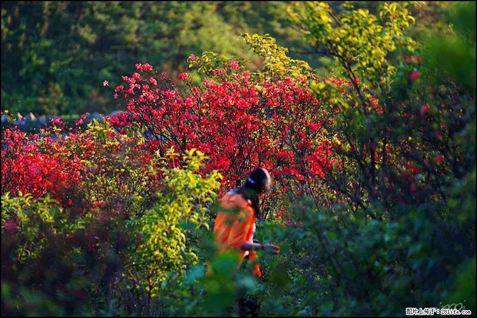 【春天，广西桂林灌阳县向您发出邀请！】春木界上映山红 - 游山玩水 - 上海生活社区 - 上海28生活网 sh.28life.net