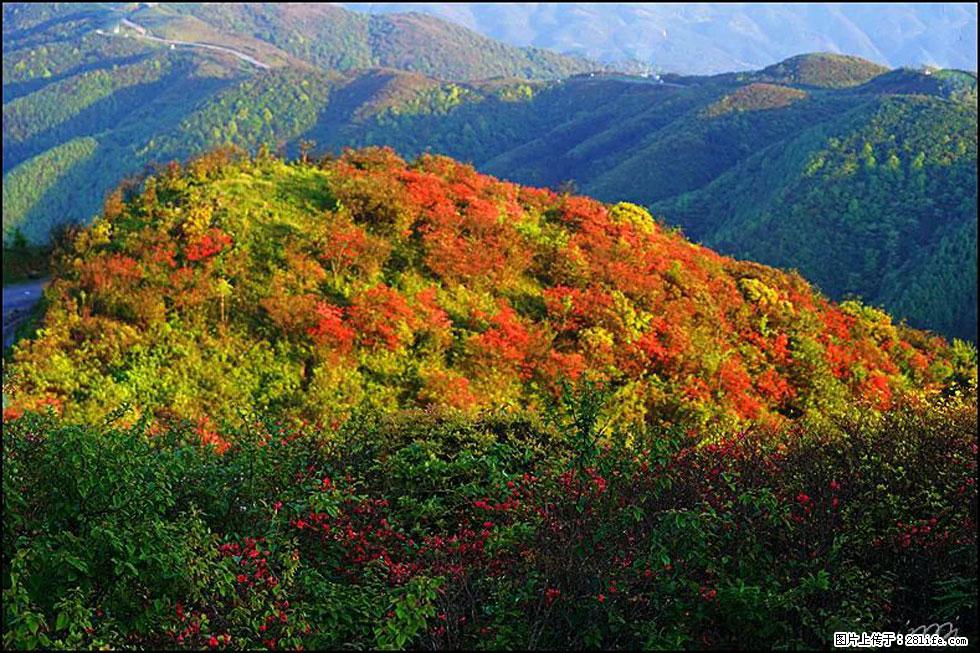 【春天，广西桂林灌阳县向您发出邀请！】春木界上映山红 - 游山玩水 - 上海生活社区 - 上海28生活网 sh.28life.net