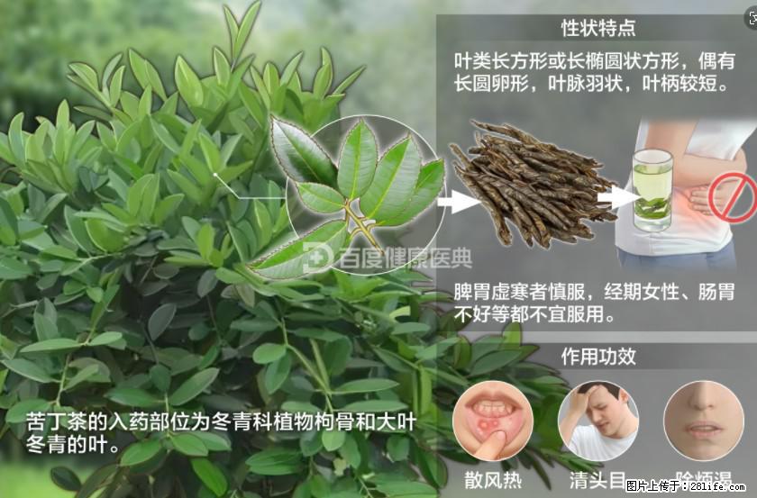 苦丁茶有哪些功效和作用 - 生活百科 - 上海生活社区 - 上海28生活网 sh.28life.net