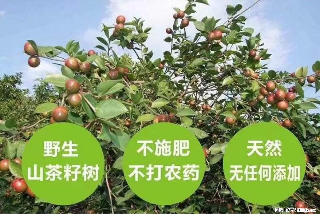 【灌阳县油茶产业示范区】一个有着充实的精神生活的人，对待身外之物自会有一种淡泊的态度 - 土特产 - 饮食特产 - 上海分类信息 - 上海28生活网 sh.28life.net