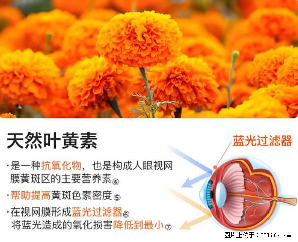 叶黄素有什么功效和作用 - 生活百科 - 上海生活社区 - 上海28生活网 sh.28life.net