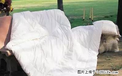 被子有异味？只要这样做，比晒太阳还强100倍！ - 家居生活 - 上海生活社区 - 上海28生活网 sh.28life.net