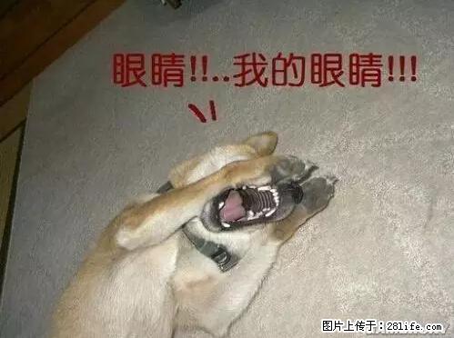 笑癫了！一女的怀孕三年未生，他终于忍不住了... - 娱乐八卦 - 上海生活社区 - 上海28生活网 sh.28life.net