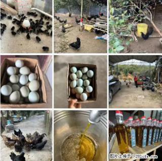 油茶园从小鸡仔开始养起的纯土鸡、土鸡蛋可以预定啦！还有前几天刚榨的纯山茶油哦 - 上海28生活网 sh.28life.net