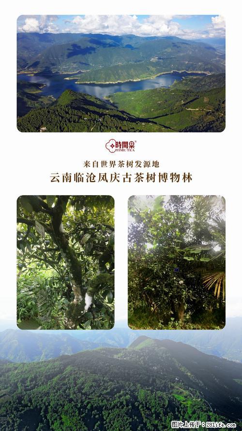 时间果百年古树2025年春红茶 - 购物交流 - 上海生活社区 - 上海28生活网 sh.28life.net