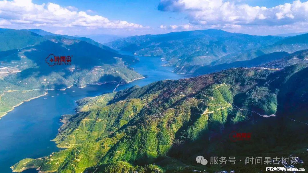 时间果百年古树龙珠普洱生茶 - 购物交流 - 上海生活社区 - 上海28生活网 sh.28life.net
