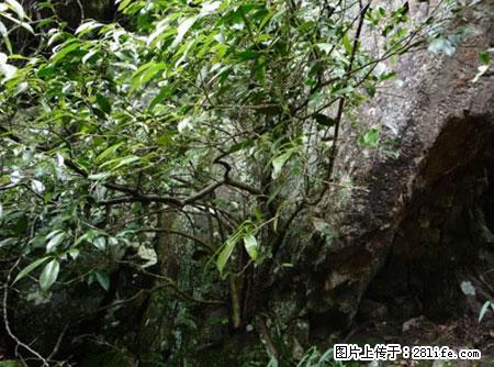 平乐石崖茶，珍贵仅次于金花茶 - 上海生活资讯 - 上海28生活网 sh.28life.net