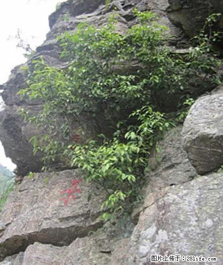 平乐石崖茶，珍贵仅次于金花茶 - 上海生活资讯 - 上海28生活网 sh.28life.net