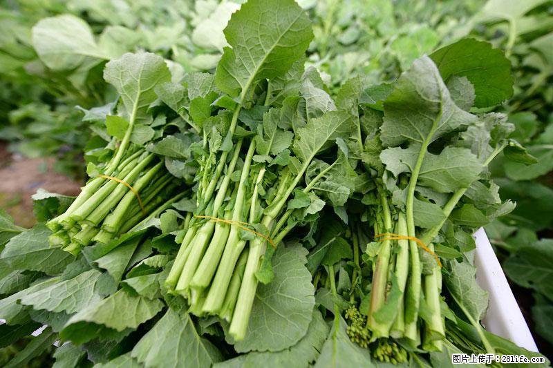 这些蔬菜是“天然钙片”，这6种被医生重点推荐 - 上海生活资讯 - 上海28生活网 sh.28life.net
